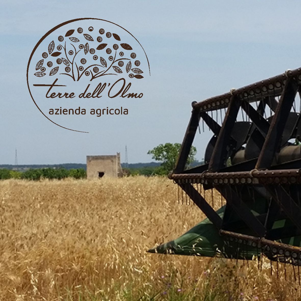 I campi di grano Teredellolmo