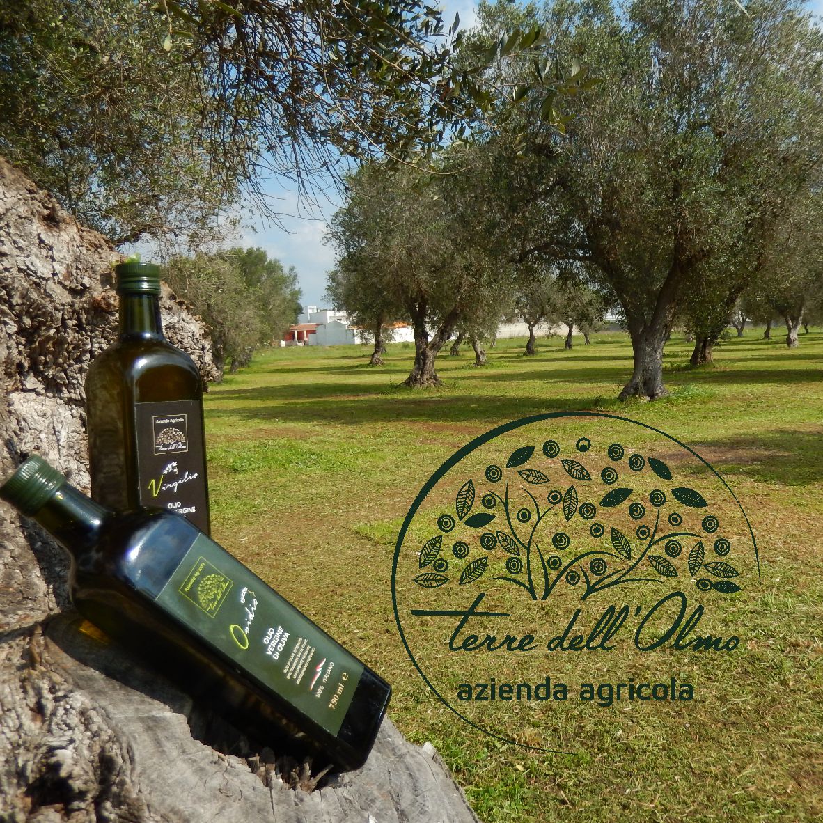 frantoio terredellolmo